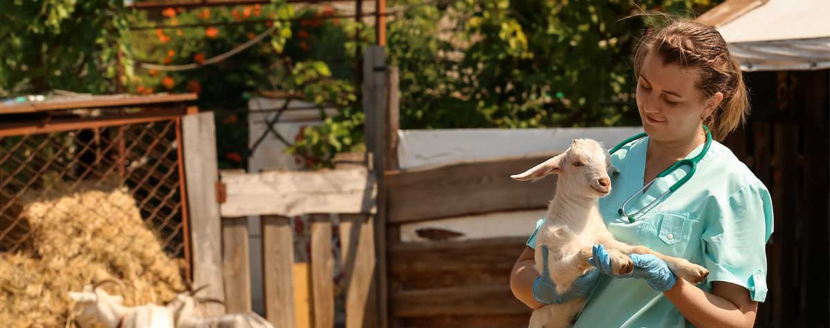 A veterinarian checks a small goat.