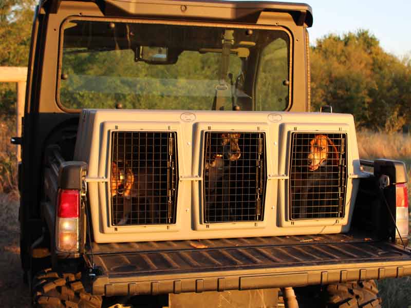 Easy Loader Three Hole Kennel loaded in a pickup truck bed.