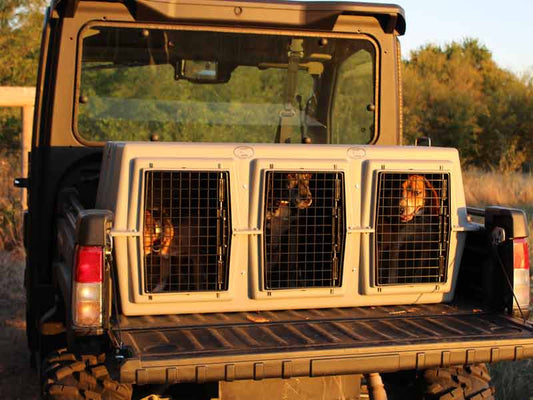 Easy Loader Three Hole Kennel loaded in a pickup truck bed.