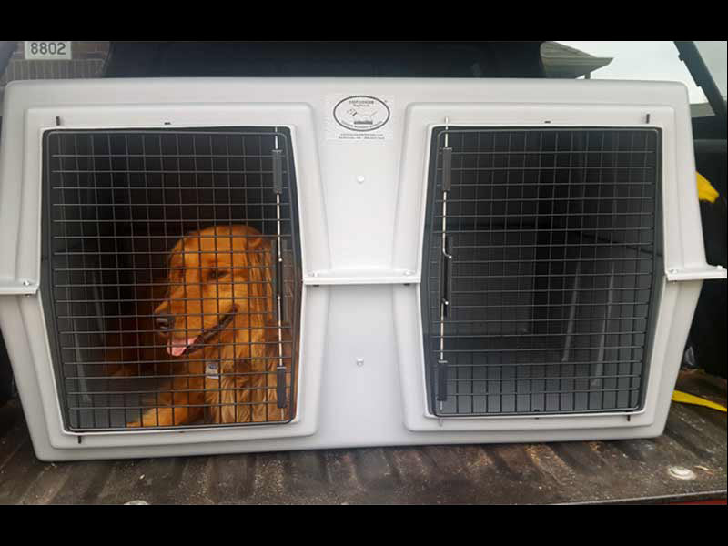 Ready for the hunt, a dog waits in a EZ-XL Dog Carrier