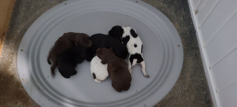 The whelping nest maintains a constant warm temperature to reduce loss of body heat of newborn puppies.