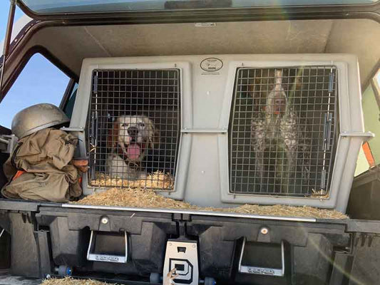 Dogs in an EZ-XL Dog Box ready for the hunt